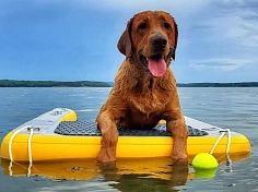 Фотография Надувная платформа для вылезания собак из воды на яхту, лодку из ткань AIRDECK (DROP STITCH) ТаймТриал