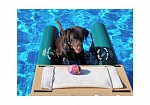 Фотография Надувной «собачий причал» с платформой из ткань ПВХ (PVC) ТаймТриал