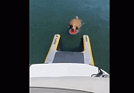 Фотография Надувная платформа для вылезания собак из воды на яхту, лодку из ткань AIRDECK (DROP STITCH) ТаймТриал