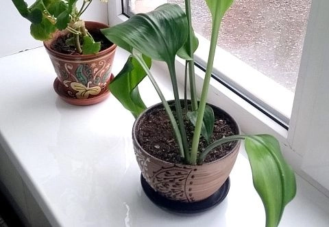 Мягкое (гибкое) стекло на подоконник (прозрачная скатерть)