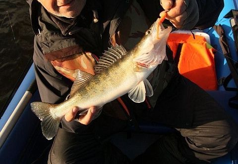 "УРАН-550Ф" - надувная моторная лодка Кабот с фальшбортом ПВХ с транцем под мотор, с надувным дном НДВД