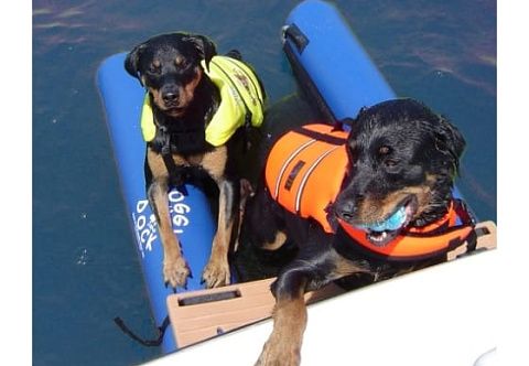 Надувной «собачий причал» с платформой