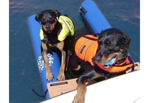 Надувной «собачий причал» с платформой